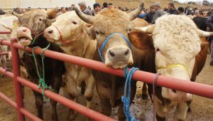 Kurban kesimi 'randevu' sistemiyle yapılacak! İşte detaylar