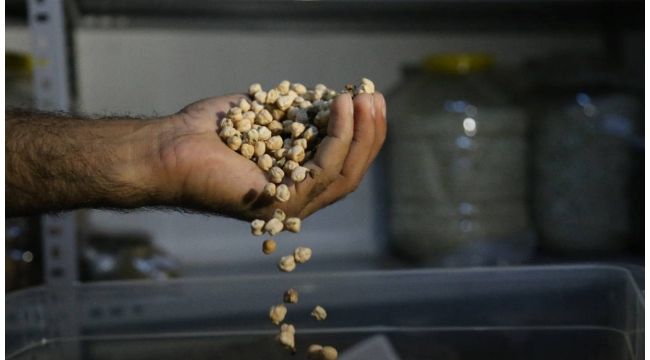 Topladığı bin 200 çeşit yerli tohumu gelecek nesiller için saklıyor