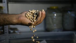 Topladığı bin 200 çeşit yerli tohumu gelecek nesiller için saklıyor