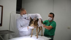 Yavru karacayı tedavi ederek yaşama döndürdü