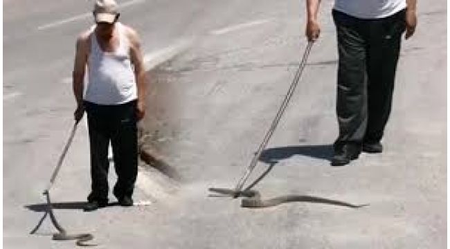 Yola inen 1.5 metrelik yılan telef olmasın diye böyle mücadele etti