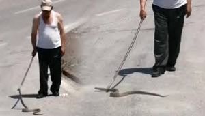 Yola inen 1.5 metrelik yılan telef olmasın diye böyle mücadele etti