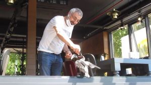 Yuvadan düşen yavru karga restorandaki müşterilerin ilgi odağı oldu