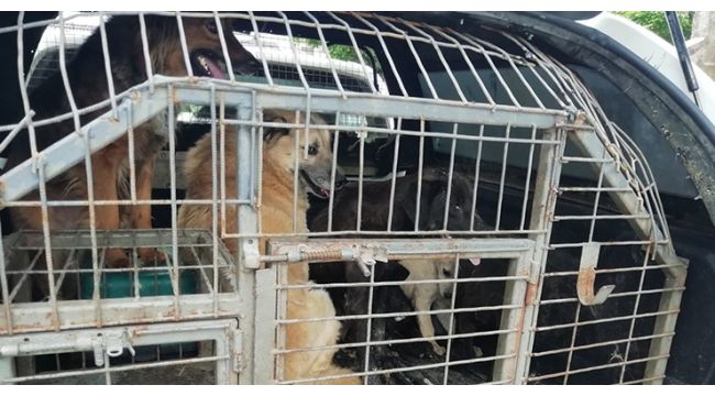 34 sokak hayvanı koruma altına alındı