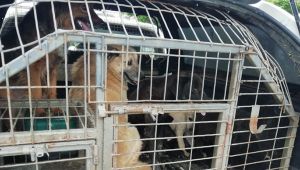 34 sokak hayvanı koruma altına alındı