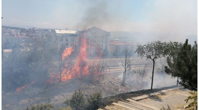 Alkol alırken yaktıkları ateş onlarca ağacı küle döndürdü