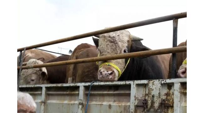 Ardahan'dan Kocaeli’ne kurban sevkiyatı başladı