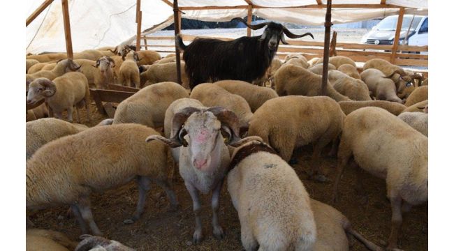 Bakanlık açıkladı! Kurban alacaklar bunlara dikkat!