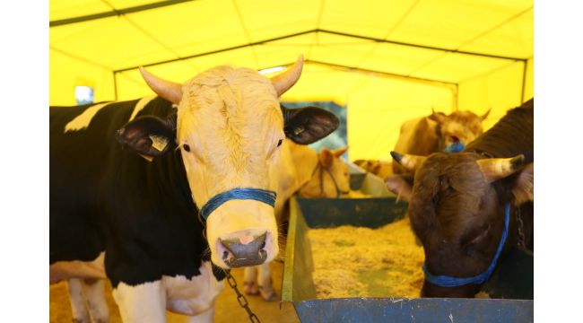Derince kurban pazarında tüm önlemler alındı
