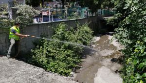 İzmit Belediyesi sivrisineklere karşı ilaçlamayı aksatmıyor