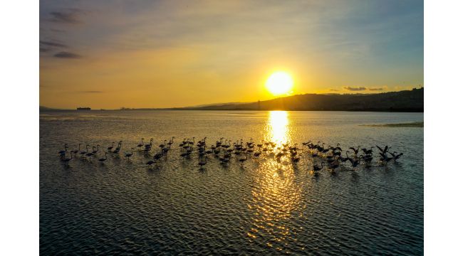 İzmit Körfezi’nde flamingoların dansı büyüledi