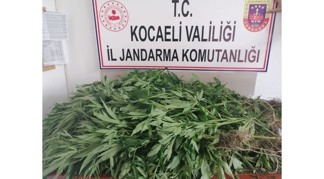 Jandarma ekipleri tarlada 960 kök Hint keneviri ele geçirdi