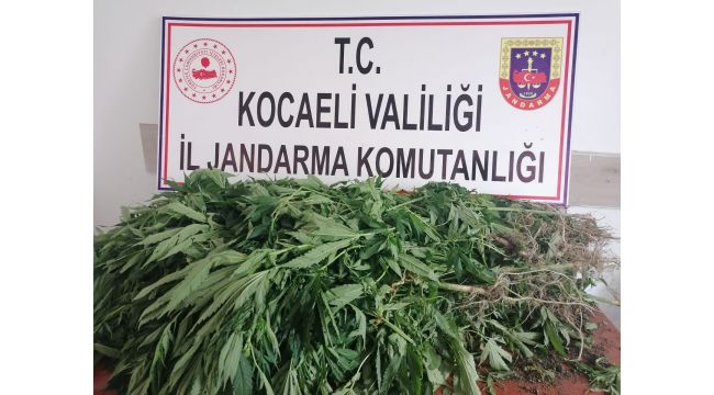 Jandarmadan drone’lu kenevir operasyonu