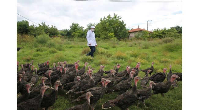 Kandıra Hindisi markası yeniden hayat bulacak