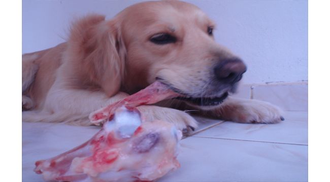 Kurban'da çöpe sakatat atmayın!