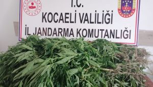 Ormandaki alana ekili 500 kök kenevir ele geçirildi