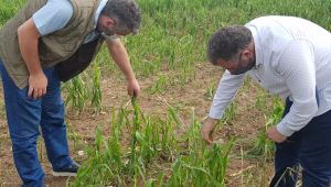 Selden zarar gören çiftçilere tohum desteği