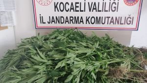 Yaşlı kadının arazisini uyuşturucu tarlasına çevirdiler