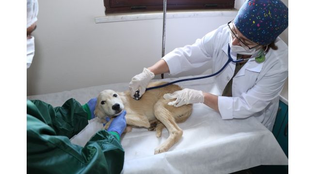 3 bin 341 yaralı sokak hayvanı tedavi edildi