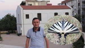 Çatalkuyruklu kelebeği Gebze'de görüntülendi