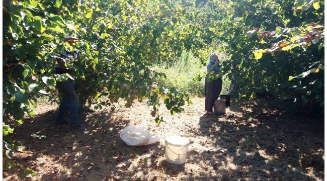 Kandıralı çocuklar, tatilde fındık toplayan ailelerine yardım ediyor
