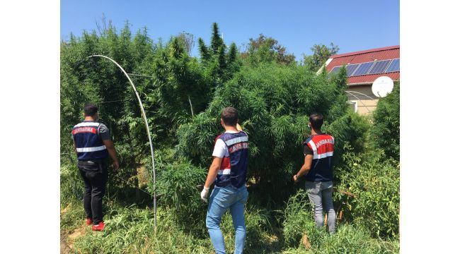 Kocaeli'de uyuşturucu yetiştirilen çiftliğe operasyon