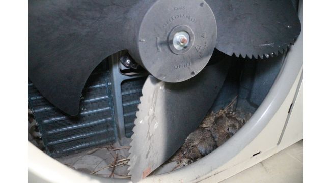Tamir ettiği klimanın içinden iki yavru kumru çıktı