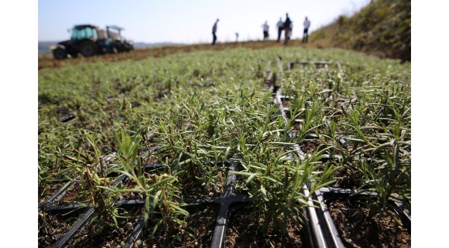 2 milyon biberiye fidesi toprakla buluşuyor