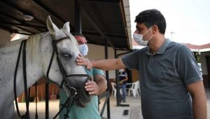 Başkan Kocaman'dan atla terapiye davet