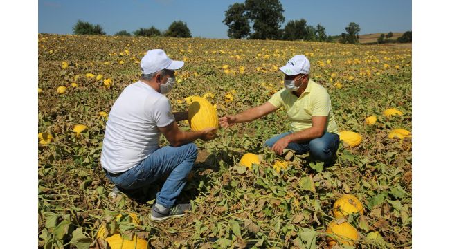 Çevre illerin kavun ihtiyacı Karamürsel’den