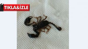 Darıca'da akrep ve yılanlar evlere dadandı