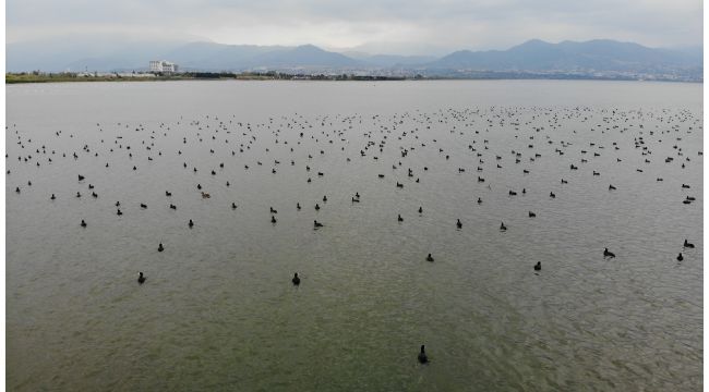 Denizin üstünü yüzlerce kuş kapladı