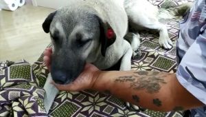 Ezilen köpeğin imdadına 'hayvan dostları' koştu