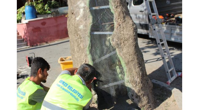 Gebze’de ağaçlara özenli koruma