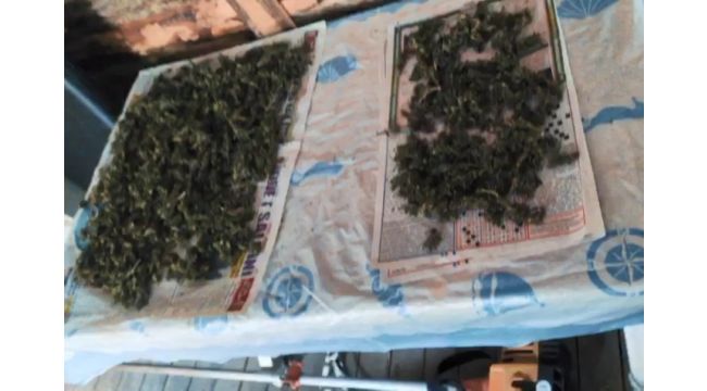 Kenevir imalathanesine operasyon: 1 tutuklama