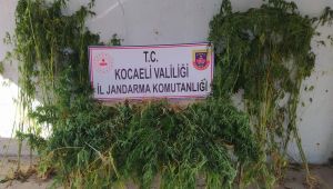 Kocaeli’de 251 kök kenevir ele geçirildi