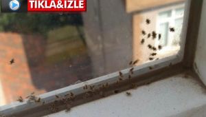 Kocaeli'de 3 ilçeyi böcekler istila etti