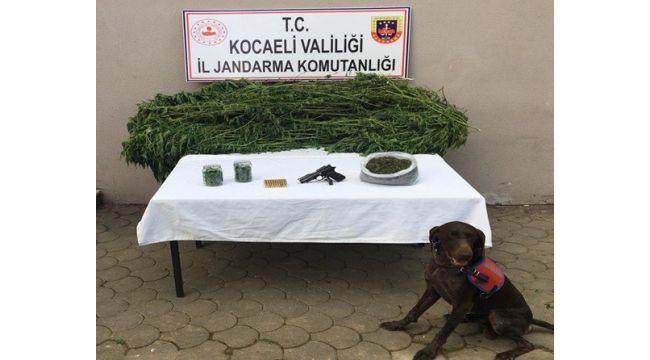 Mısır serasında esrar ve kenevir ele geçirildi