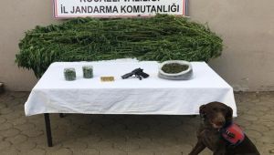 Mısır serasında esrar ve kenevir ele geçirildi