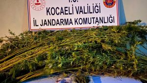 Ormanlık alana 371 kök kenevir eken 2 şahsa gözaltı