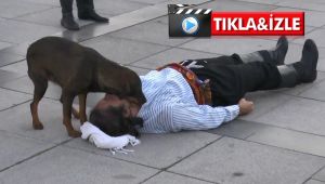 Sahiplenmek isteyenlerin sıraya girdiği sevimli köpek özel alana alındı