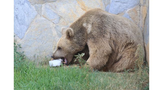 Sıcaktan bunalan hayvanlar buzlu besinlerle serinliyor