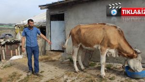 Otlayan hayvanlar OSB'de saldırıya uğradı