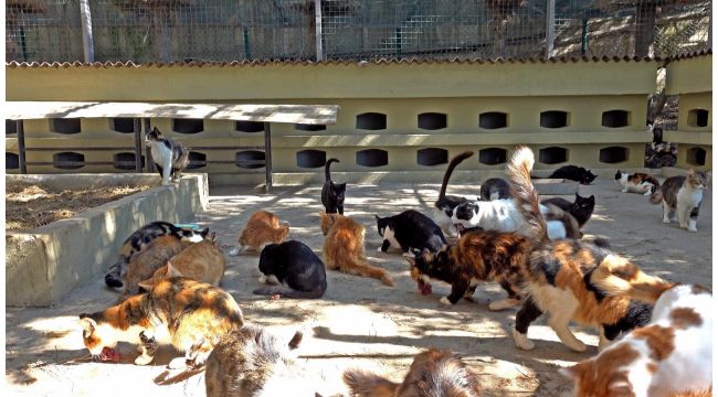 Bu kedilerin yuvası ısı yalıtımlı