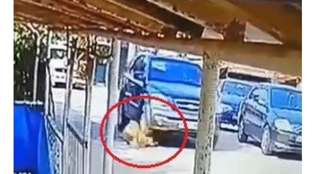 Cip ile üzerinden geçtiği köpeğin ölümüne neden olan sürücüye ceza