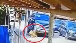 Cip ile üzerinden geçtiği köpeğin ölümüne neden olan sürücüye ceza