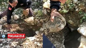 Kaplumbağaları kurtarmak için seferber oldular