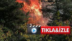 Gebze'de ormanlık alan alevlere teslim oldu