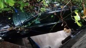 Gebze'de taşan dere otomobili sürükledi