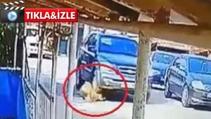 Göz göre göre cipi ile köpeğin üzerinden geçti